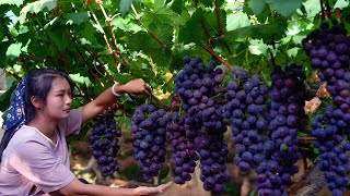 Making Wine From Grapes at Home [upl. by Oren]