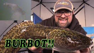 Burbot Mariah Eelpout Lawyer Ling Dogfish SO MANY NAMES [upl. by Winthrop448]