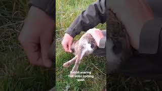 rabbit snaring in the uk full video coming soon hunting trapping rabbithunting [upl. by Ikin]