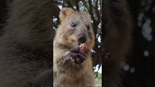 Funny Quokka Eating Fig beautifulaustralia71 wildlife quokka shortsvideo shorts viral [upl. by Nnahgem]