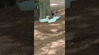 3 Pekin Ducks Move Yellow amp Pink Beaks Quickly for Gular Fluttering to Cool Down at Lake Eola Park [upl. by Nahtiek]