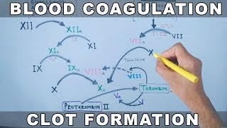 Coagulation Cascade  Intrinsic and Extrinsic Pathway [upl. by Kruse]