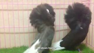 jacobin pigeon breeding حمام جاكوبين منتج [upl. by Drofdeb]