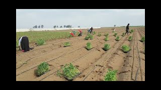 You can do it too  How to plant pepper open field pepper cultivation [upl. by Aliled]