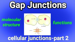 Molecular Structure amp Functions of Gap Junctions  Cell Junction  Gap Junction  AM Biologie Notes [upl. by Aigil]