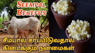 சீம்பால் சாப்பிடுவதால் ஏற்படும் நன்மைகள்  Cow Colostrum Milk Benefits  Health Care Tamil [upl. by Clotilde276]