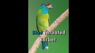 Blue Throated Barbet Call birds wildlife nature animals wildlifephotography photography [upl. by Retsehc]