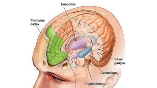 Hippocampal formation [upl. by Ebarta710]