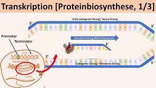 Transkription Proteinbiosynthese 13  Biologie Genetik Oberstufe [upl. by Charlotta]