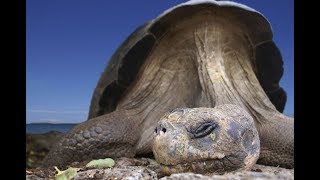 PARQUE NACIONAL GALAPAGOS [upl. by Nodnnarb]