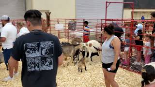 Buc Days Rodeo Event 2024 with the Petting Zoo with all Kinds of Animals  Free with Admission [upl. by Kidder215]