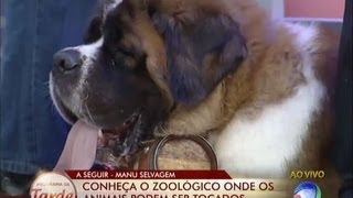 Amigo pra toda a vida veja qual é o cachorro ideal para o seu estilo de vida [upl. by Cordle]