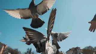 Pigeon flying sounds  cinematic sound  pigeon crowd [upl. by Heyra]