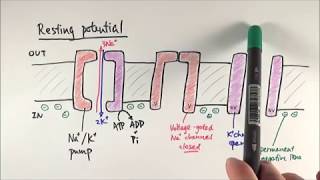 Depolarization Repolarization and hyper polarization [upl. by Erbas]