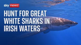 Are great white sharks appearing in Irish waters [upl. by Suidualc592]