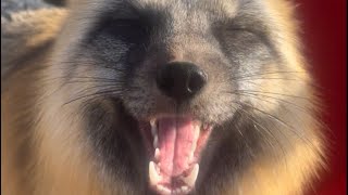 Milo the fox makes the happiest sounds [upl. by Aicilyt]