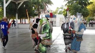 DANZA DE LOS FARISEOS YAQUIS 100 REAL Tradición de Sonora [upl. by Aivatnuahs]