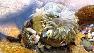 Crab and Sea Anemone [upl. by Acsehcnarf799]