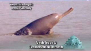 7 Wonders of India Vikramshila Gangetic Dolphin Sanctuary [upl. by Kciwdahc]