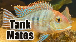 Top 10 Tank Mates for Geophagus Tapajos [upl. by Cloutman]