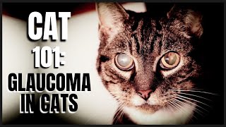 Cat 101 Glaucoma in Cats [upl. by Analle]