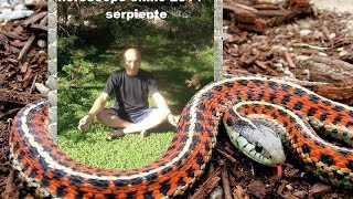 horoscopo chino 2014 serpiente [upl. by Horton]