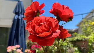 Beautiful Hot Cocoa Rose and the rose garden in the background rose davidaustinroses davidaustin [upl. by Airrej785]