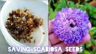 Collecting seeds of Scabiosa pincushion flowers  How to harvest Scabiosa seeds [upl. by Nnylcaj]