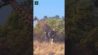 Giraffe vs Lioness  By scubavera Ig [upl. by Edyth408]