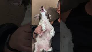 Dog Enjoys Singing Along to Their Owners Harmonica Tunes  1480088 [upl. by Anawd684]