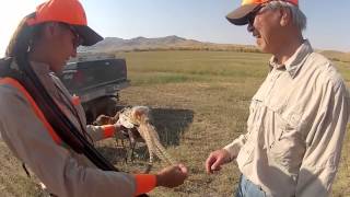 Montana Pheasant hunting [upl. by Smailliw]