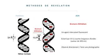 Electrophorèse 2D Méthodes de révélation Applications [upl. by Caesar974]