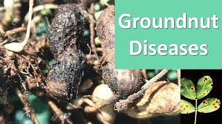 How to manage Diseases of Groundnut Arachis hypogaea [upl. by Armyn]