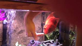 Petting a Fish  The Smartest Fish in the World [upl. by Noryk]