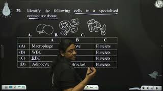 Identify the following cells in a specialised connective tissue [upl. by Kazim761]