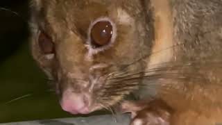 Ringtail possum  Pseudocheirus peregrinus [upl. by Primaveras]