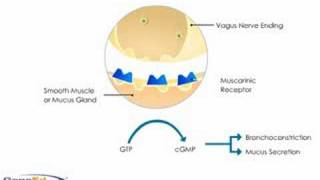 Anticholinergics mechanism of action causing bronchodilatation [upl. by Carli578]