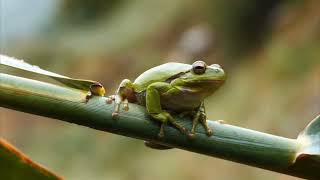 Tree Frog Croaking Sounds  Sound Effects [upl. by Onifur866]