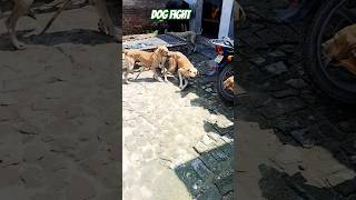 dog dogfights dogfight dogfunnyshortsshortvideoshortsvideotrendingtrendingshortsviralvideo [upl. by Assile]