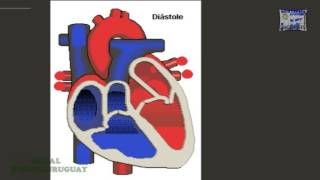 EL CORAZON QUE ES Y SU FUNCIONAMIENTO CICLO CARDIACO DIASTOLE SISTOLE ANIMACION BIEN EXPLICADO [upl. by Marcus]