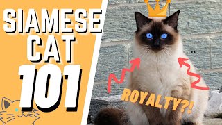 The Siamese Cat 101  Breed amp Personality [upl. by Eclud]