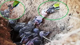 Struggling Immature Baby GRABS Butterfly from Mom  Asian Bee Eater in Nest  FULLVIDEO 2 [upl. by Whitaker]