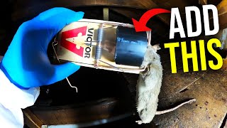 EASY RAT TRAP HACKS THAT WORK Catch MORE rats FASTER [upl. by Neerol]