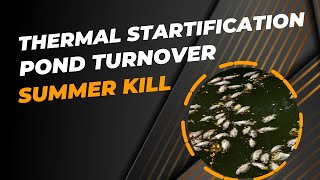 Thermal stratification  Pond turnover  Summer fish kill [upl. by Platt580]