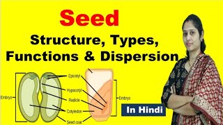 Structure of seed  Types of seed  Definition Function dispersion  NEET  In Hindi [upl. by Rockie]