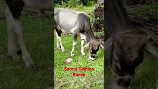 sotera gemino Ranch Masbate Philippines 🇵🇭💖 George Cow [upl. by Joaquin]