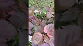 Acalypha Wilkesiana Plant 🥰🥰gardening nature garden decoration shorts [upl. by Hoem]