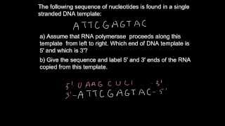 How to define 5 and 3 end of DNA or RNA [upl. by Einrae]