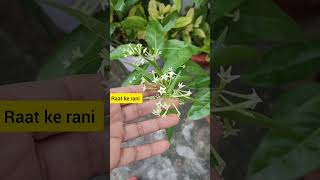 Permanent flowering plant  Raat ki rani [upl. by Mendes]