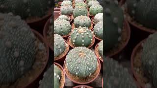 My big astrophytum asterias cactus garden succulent houseplants succulentlife [upl. by Henriha]